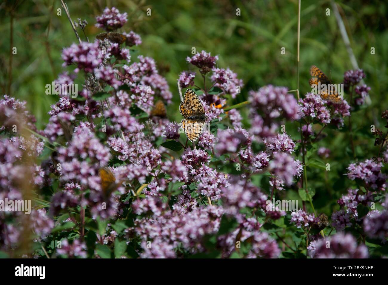 Schmetterlinge auf wildem Oregano im Oberwallis Stock Photo