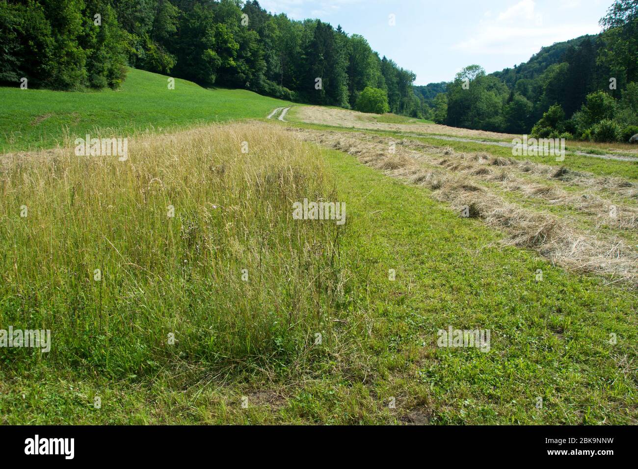 Altgrasinsel inmitten einer frisch geschnittenen Wiese im Kanton Zürich Stock Photo