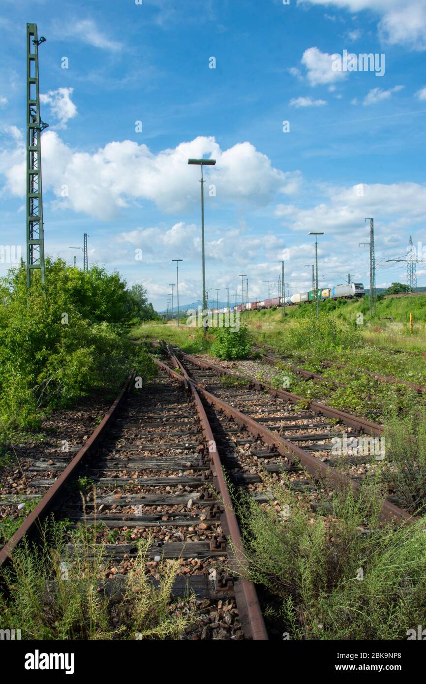 National geschützte Trockenwiese auf dem früheren Güterbahnhof in Basel Nord. Im Rahmen des Projekts Gateway Basel Nord soll diese zerstört werden. Stock Photo