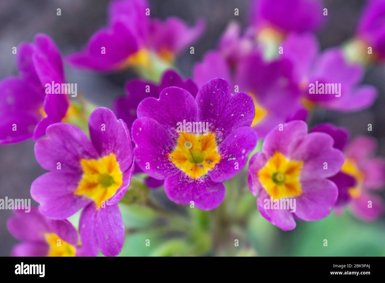 Close up of Primula vulgaris, pink-purple primrose in the garden Stock Photo