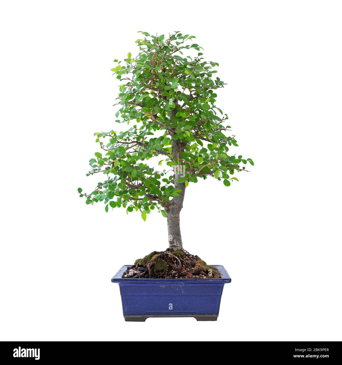 chinese elm bonsai in early spring ( Ulmus chinensis ), in a blue japanese glazed ceramic bowl, isolation over white background for easy design Stock Photo
