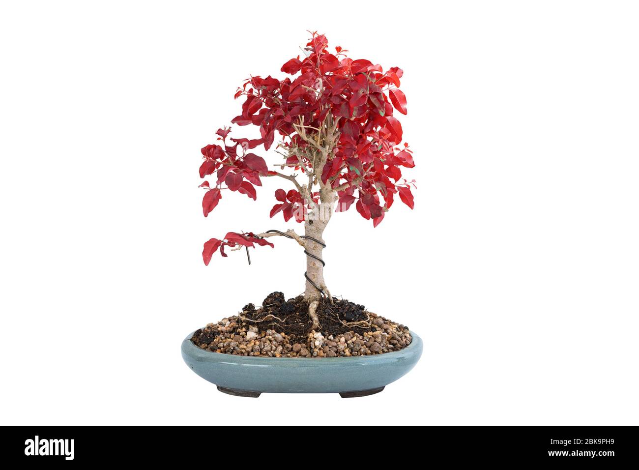 Chinese privet bonsai in autumn colors, isolation over white background for your design ( Ligustrum sinense ) Stock Photo
