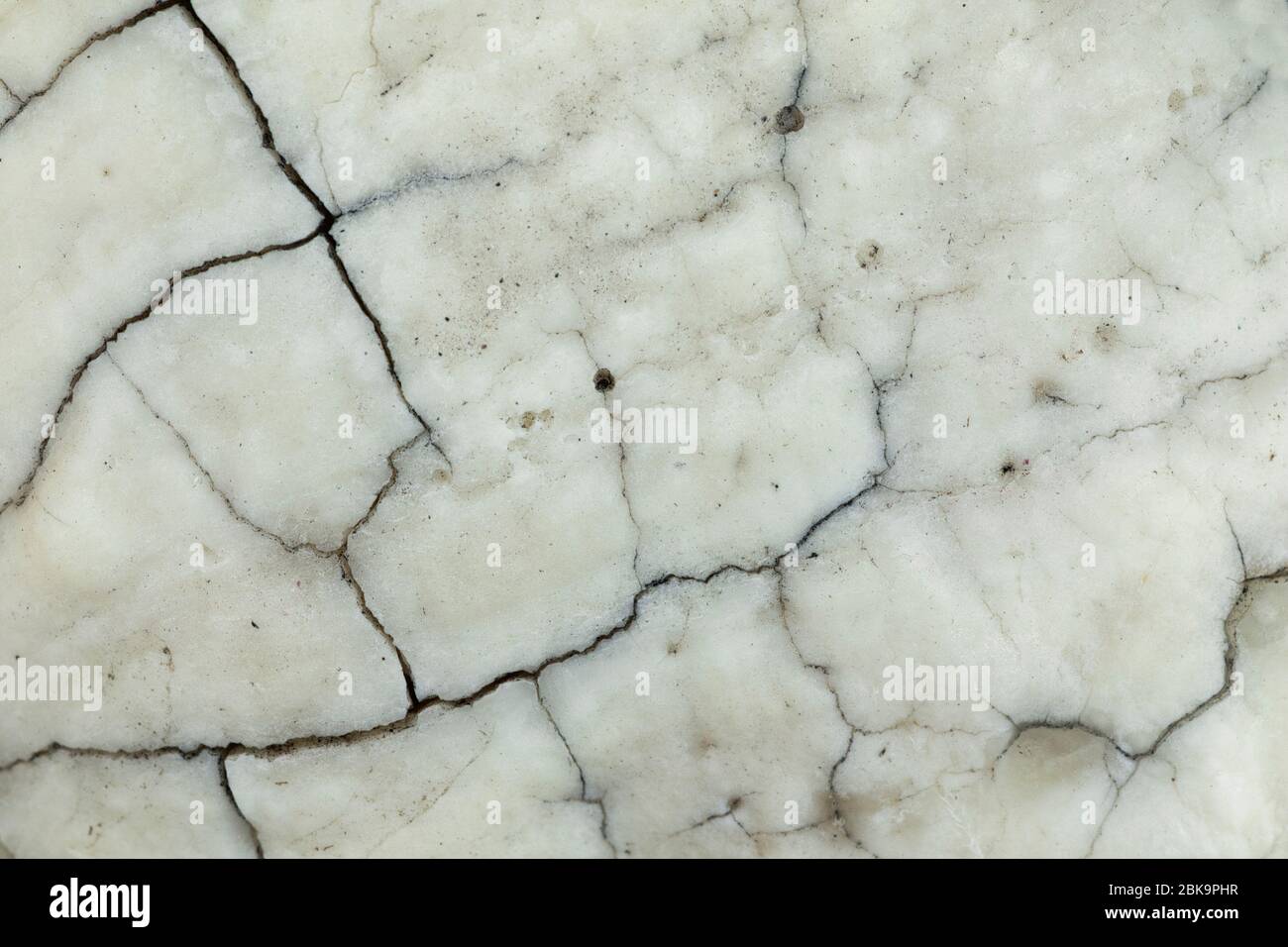 cracks on old horse tooth, textural macro image Stock Photo
