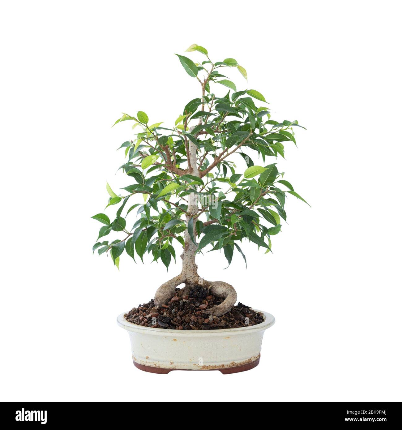 beautiful Ficus benjamina bonsai over white background, in a chinese ceramic bowl Stock Photo