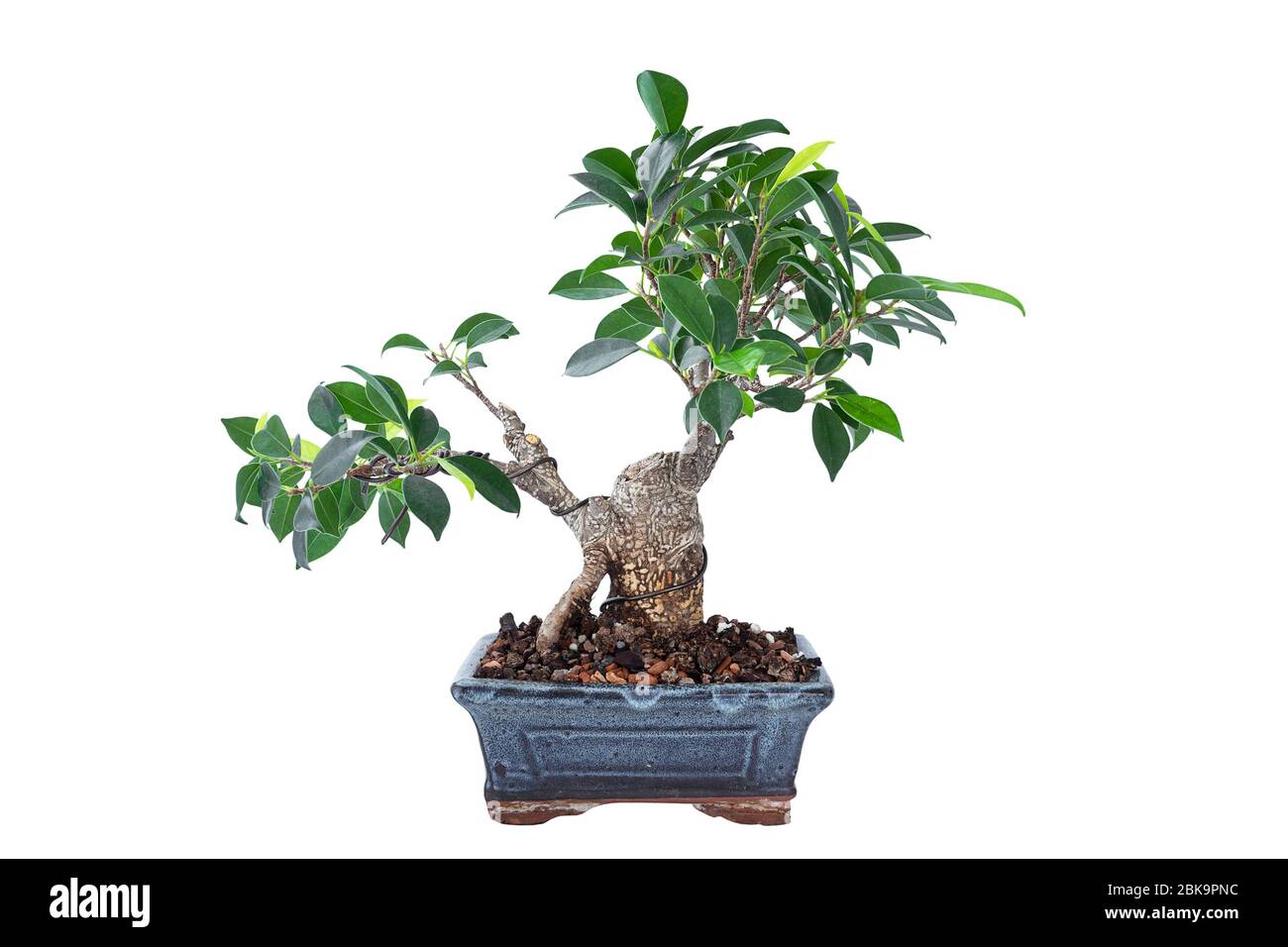 Ficus microcarpa tigerbark bonsai in training, plant isolated over white background Stock Photo