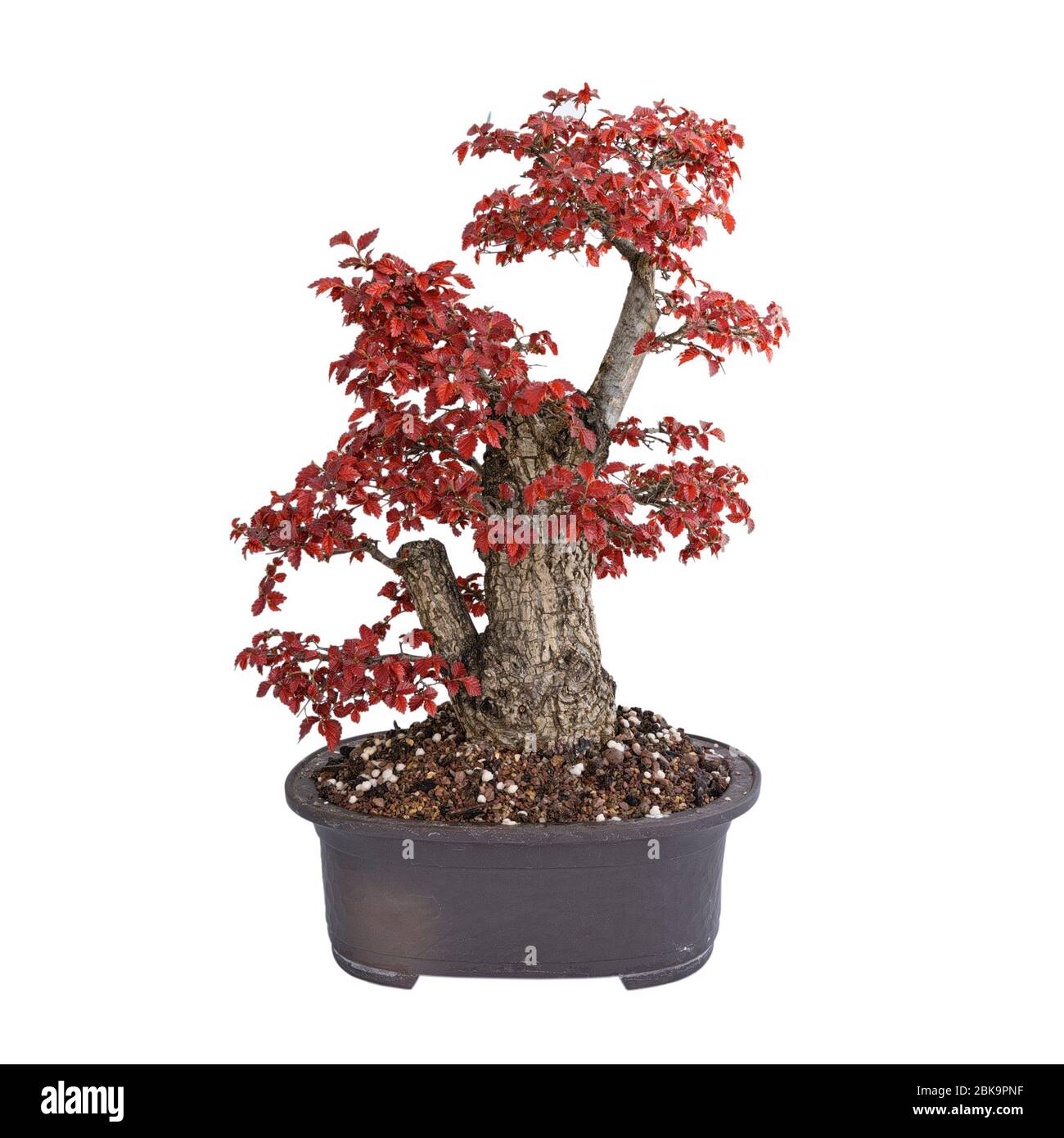 field elm yamadori bonsai in autumn colors, isolated over white background (Ulmus procera) Stock Photo