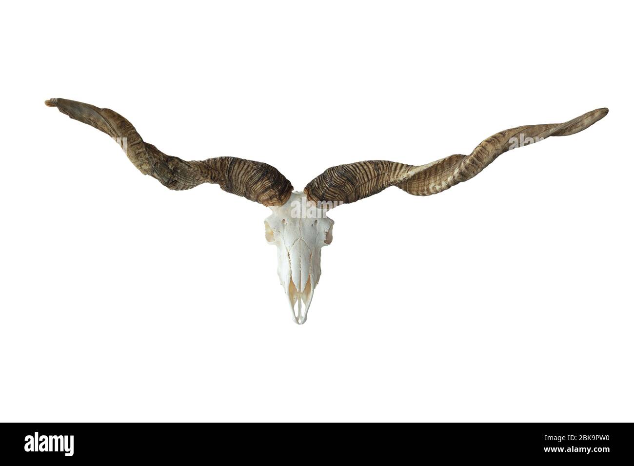 huge trophy of racka ram on isolated on white background; one horn is damaged from fights ( Ovis aries strepsiceros hungaricus ) Stock Photo