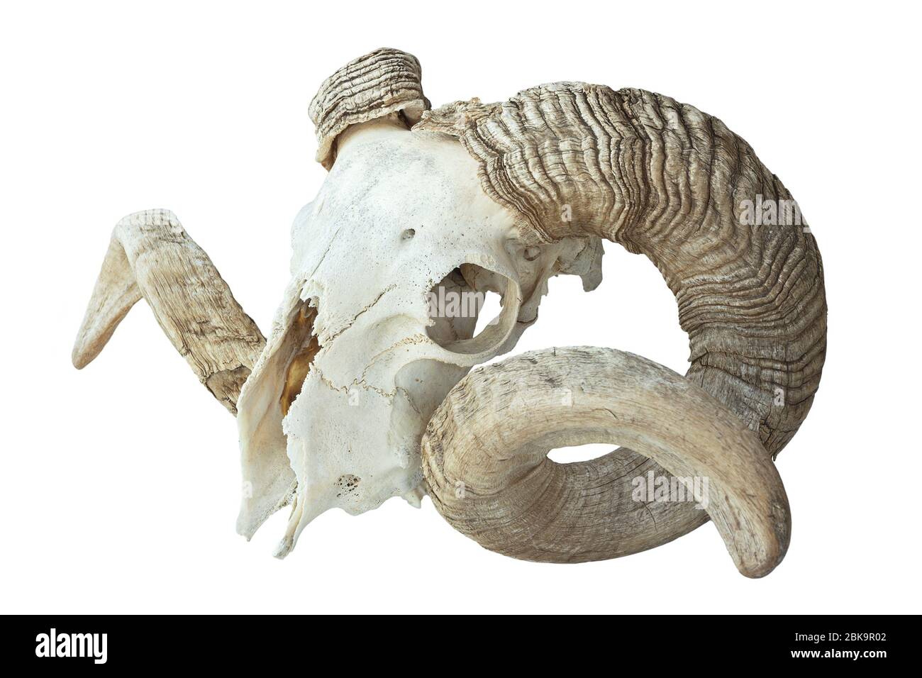 large old ram skull over white background Stock Photo