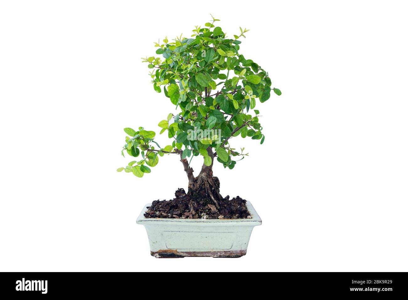 Sageretia theezans bonsai isolated on white background, the chinese sweet plum Stock Photo