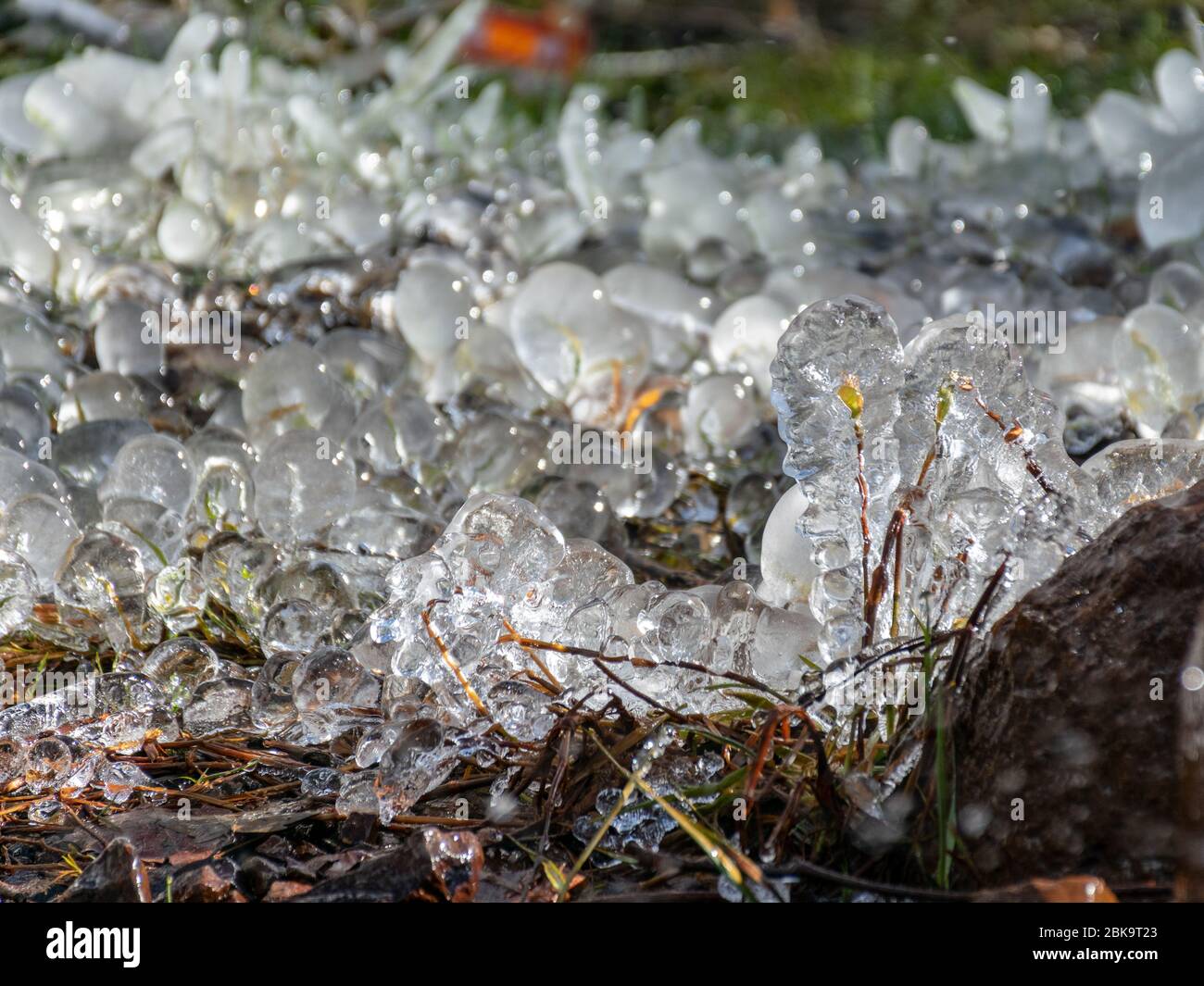 abstract picture with ice cubes embracing grass and tree roots ...