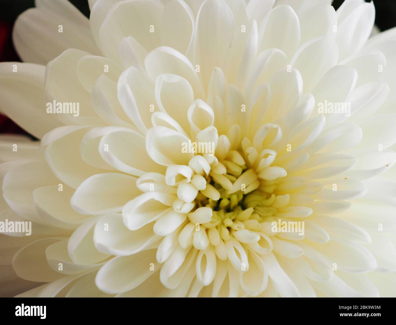 Chrysanthemum flower head close hi-res stock photography and images - Alamy