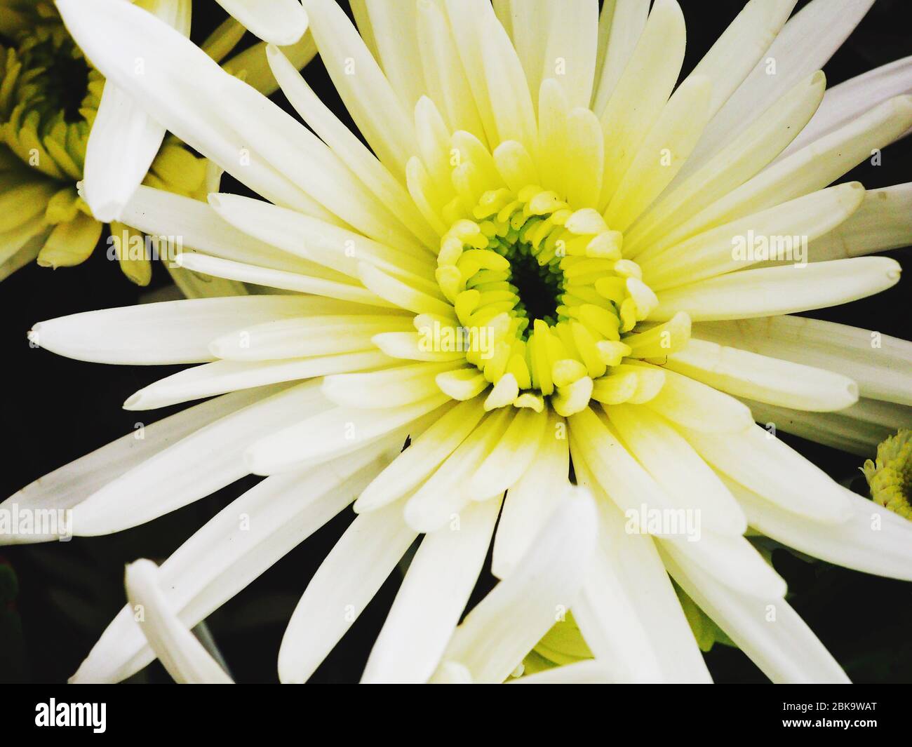 Chrysanthemum head hi-res stock photography and images - Alamy