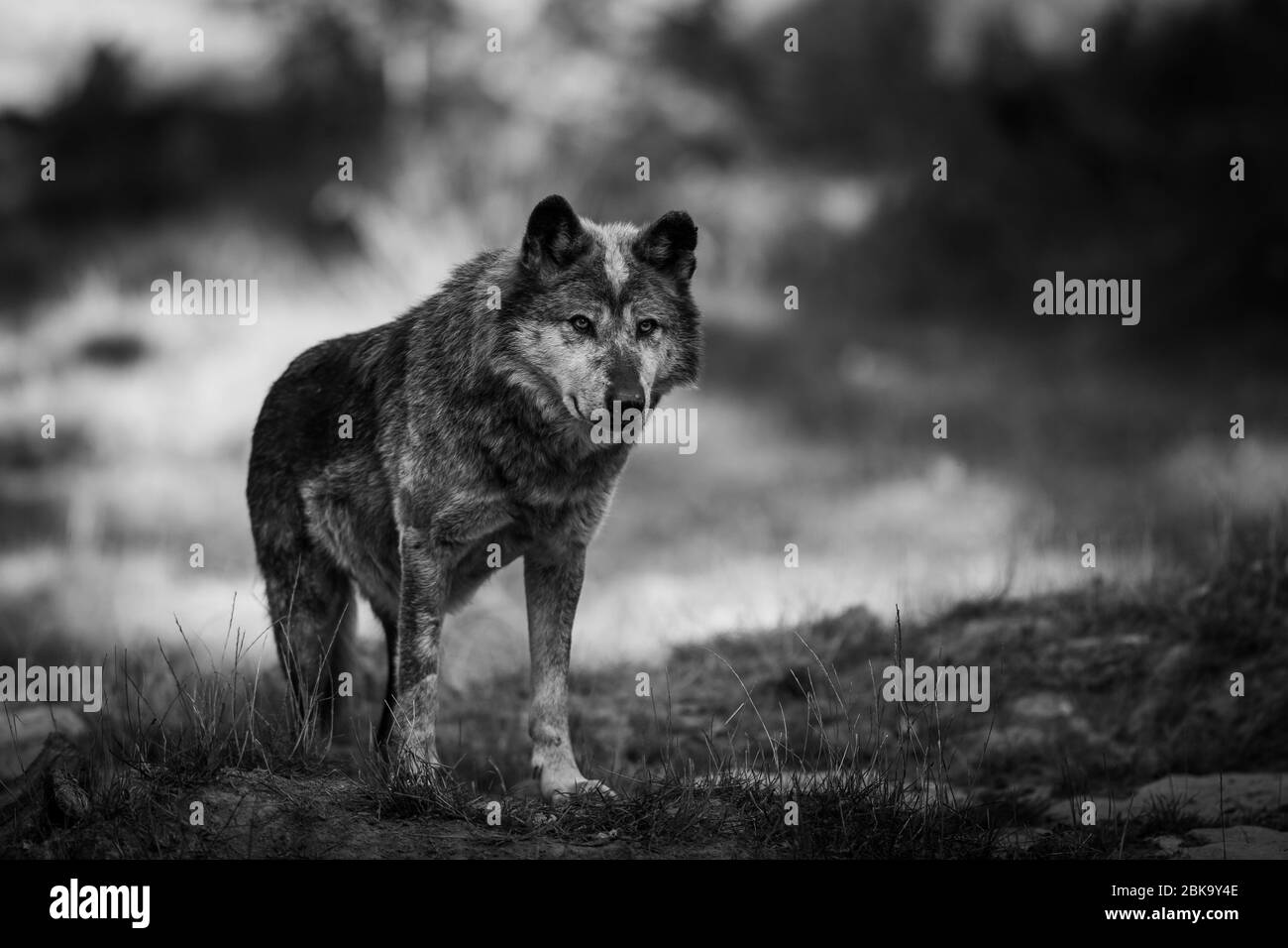 Black wolf in the forest Stock Photo Alamy