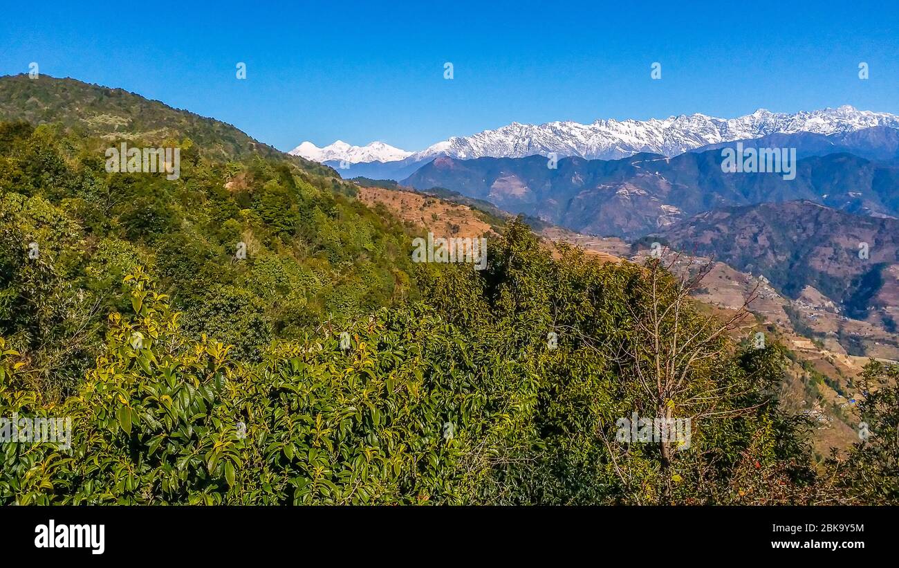Fogs in forest hi-res stock photography and images - Alamy