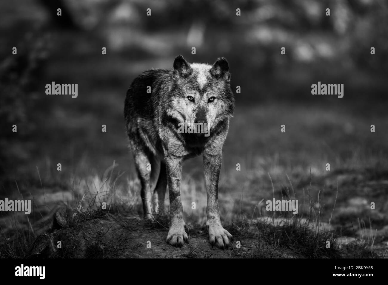 Black wolf in the forest Stock Photo Alamy