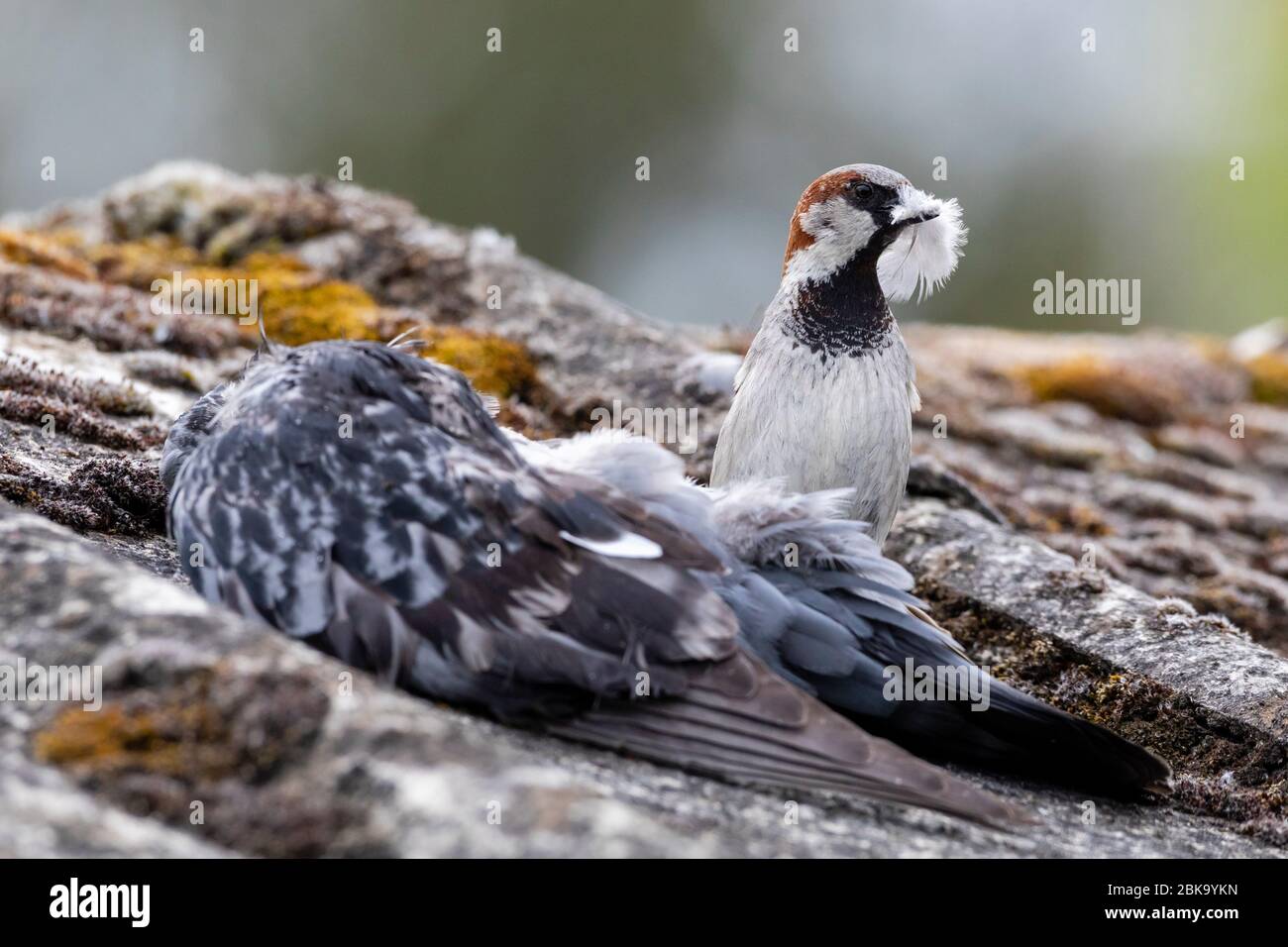 Pluck animals hires stock photography and images Alamy