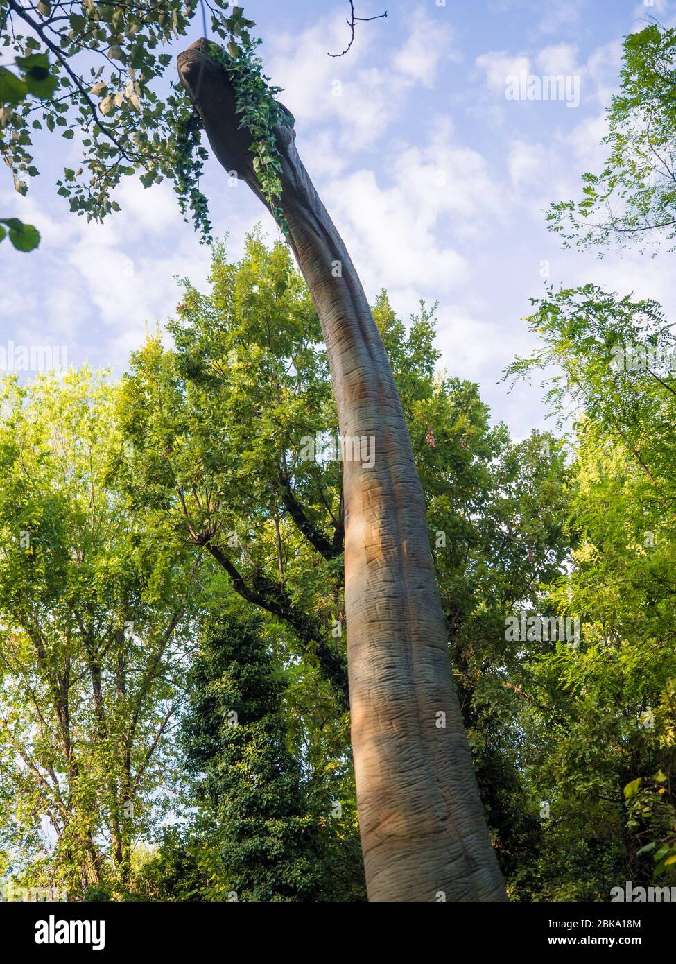 Verona, Italy - September 7, 2020: Detail of brachiosaurus that feeds on the leaves of the forest trees. Stock Photo