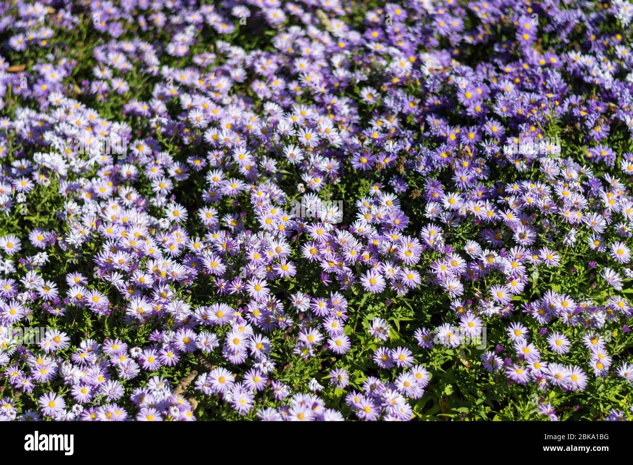 violet blooming New York aster symphyotrichum novi-belgii Stock Photo