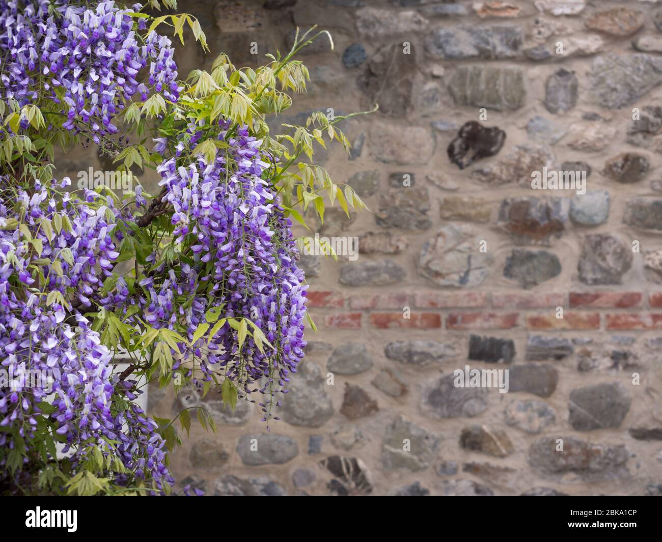 Violet wisteria flowers with stone wall in the background. Stock Photo