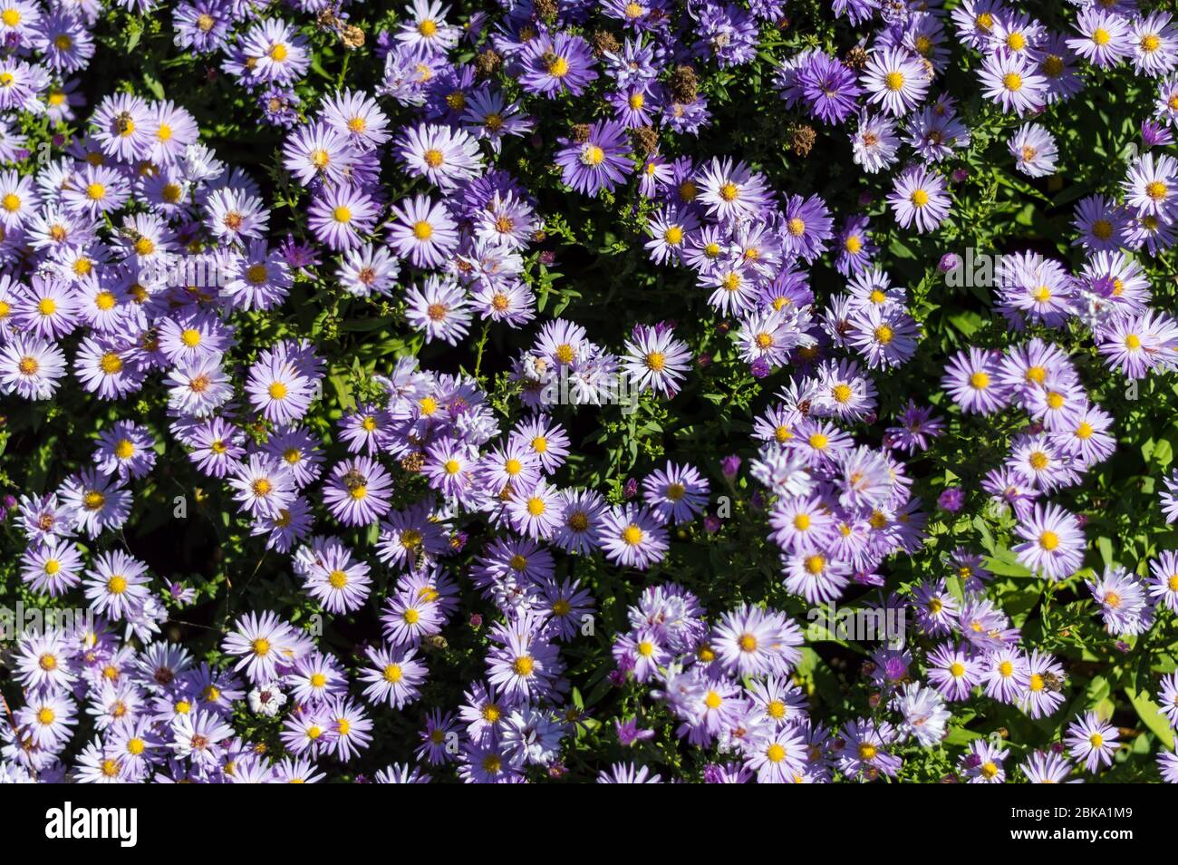 violet blooming New York aster symphyotrichum novi-belgii Stock Photo