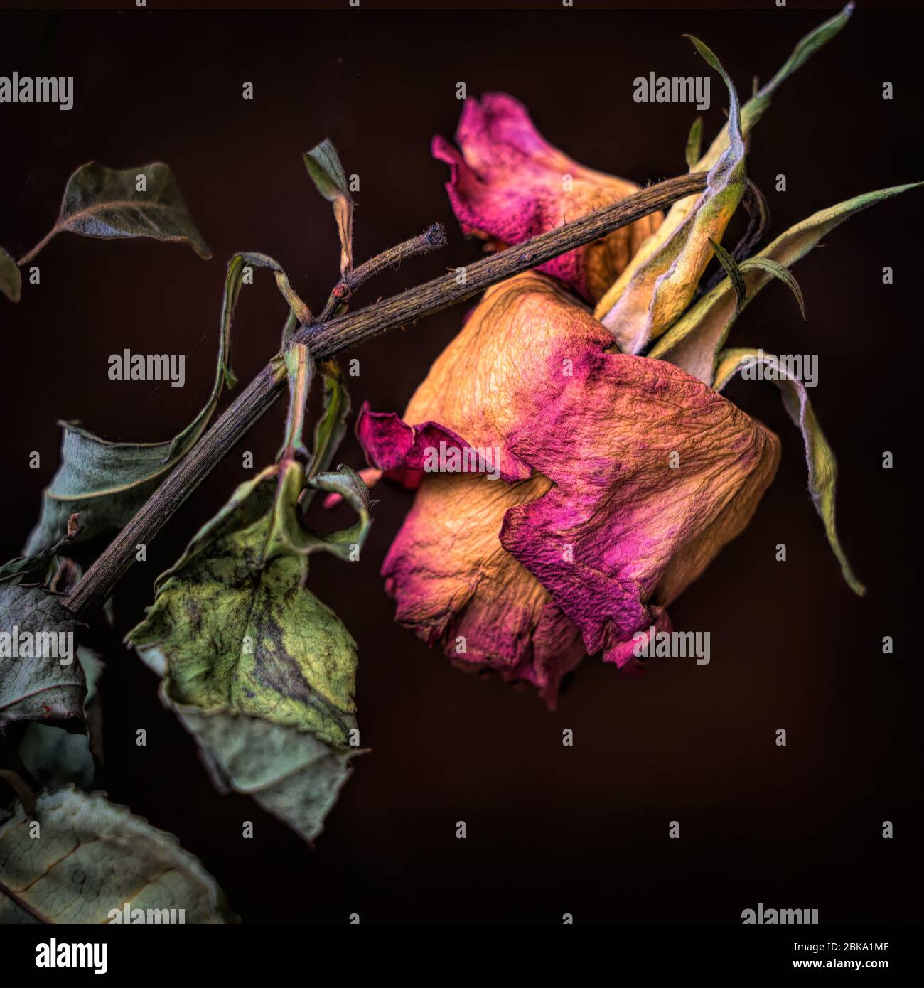 Dried flower head isolated against a dark background Stock Photo