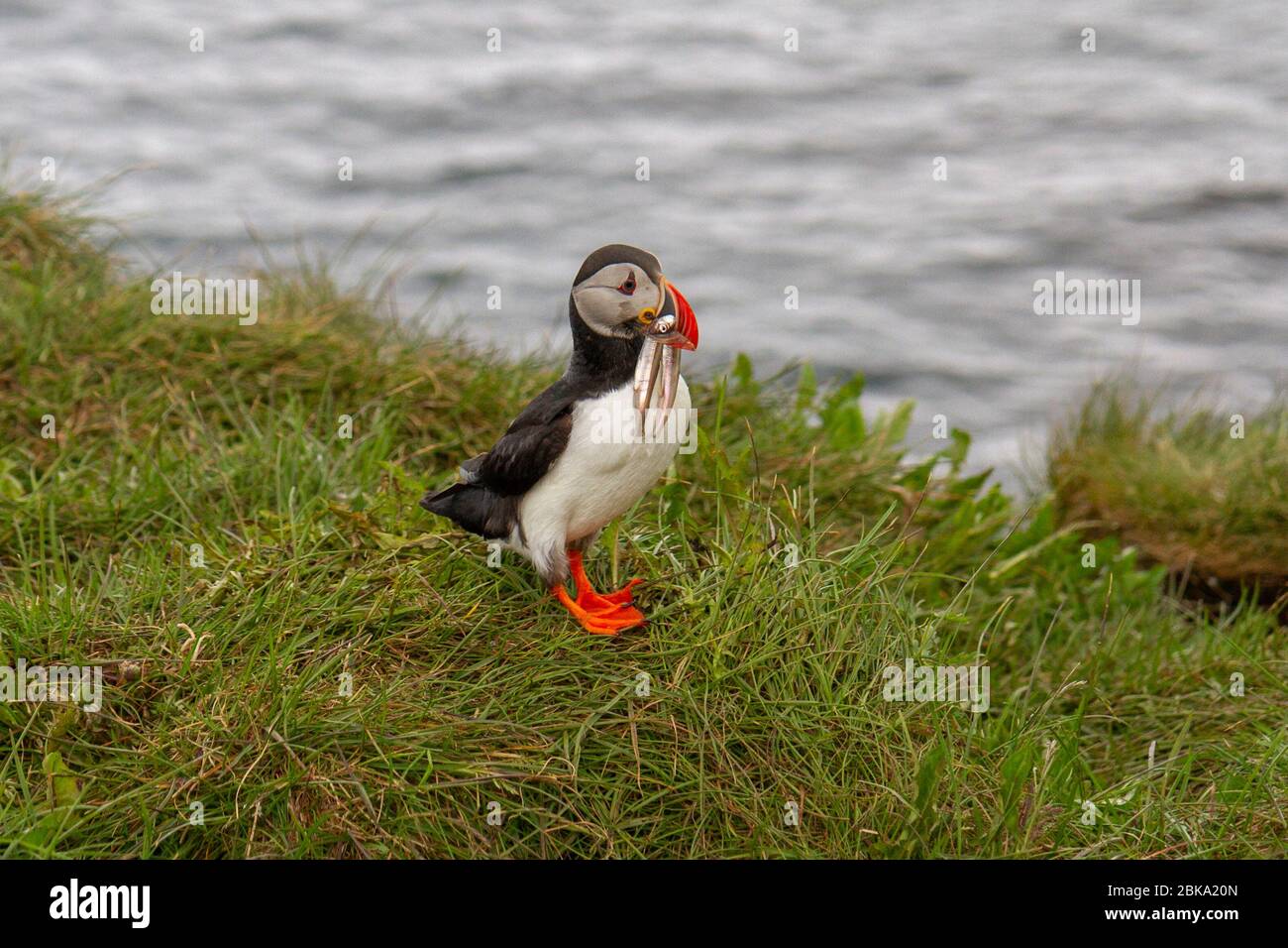 An atlantic puffin (Fratercula arctica) with a recent fish catch in its mouth, Borgarfjarðarhöfn, north east Iceland. Stock Photo