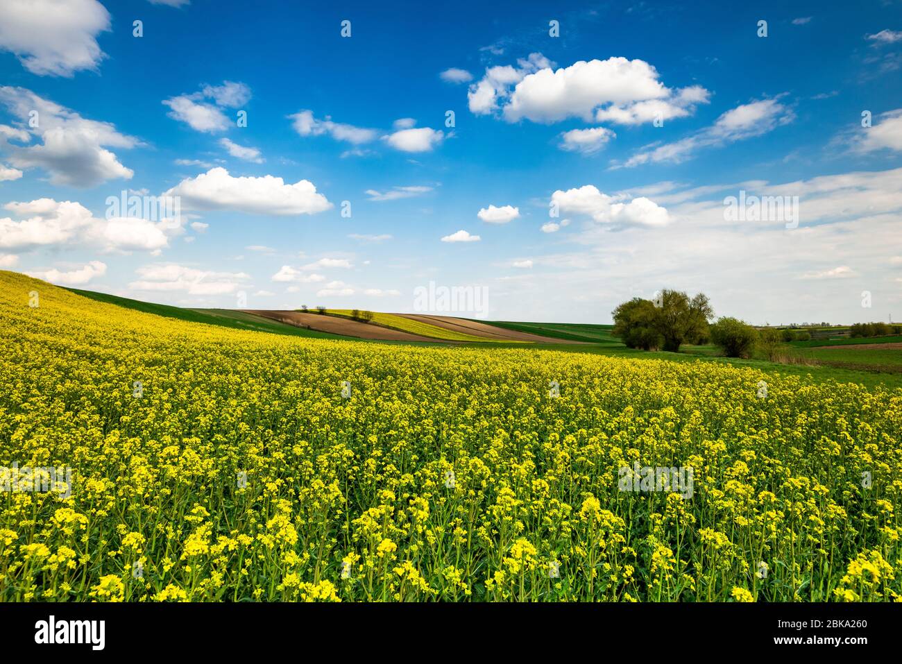 Picturesque Countryside Landscape. Blooming Rapeseed or Canola Fields ...