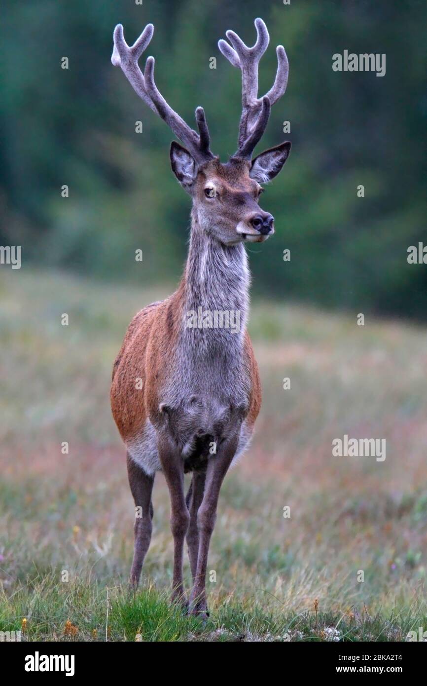 RED DEER (Cervus elaphus) stag with antlers in velvet, Scottish Highlands, Scotland, UK. Stock Photo