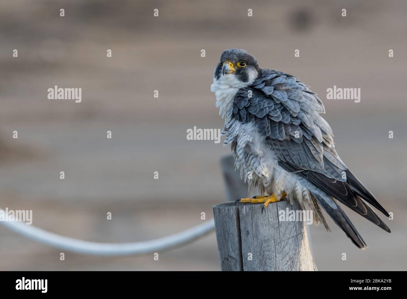 A northern peregrine falcon (Falco peregrinus calidus) in a rope fence ...