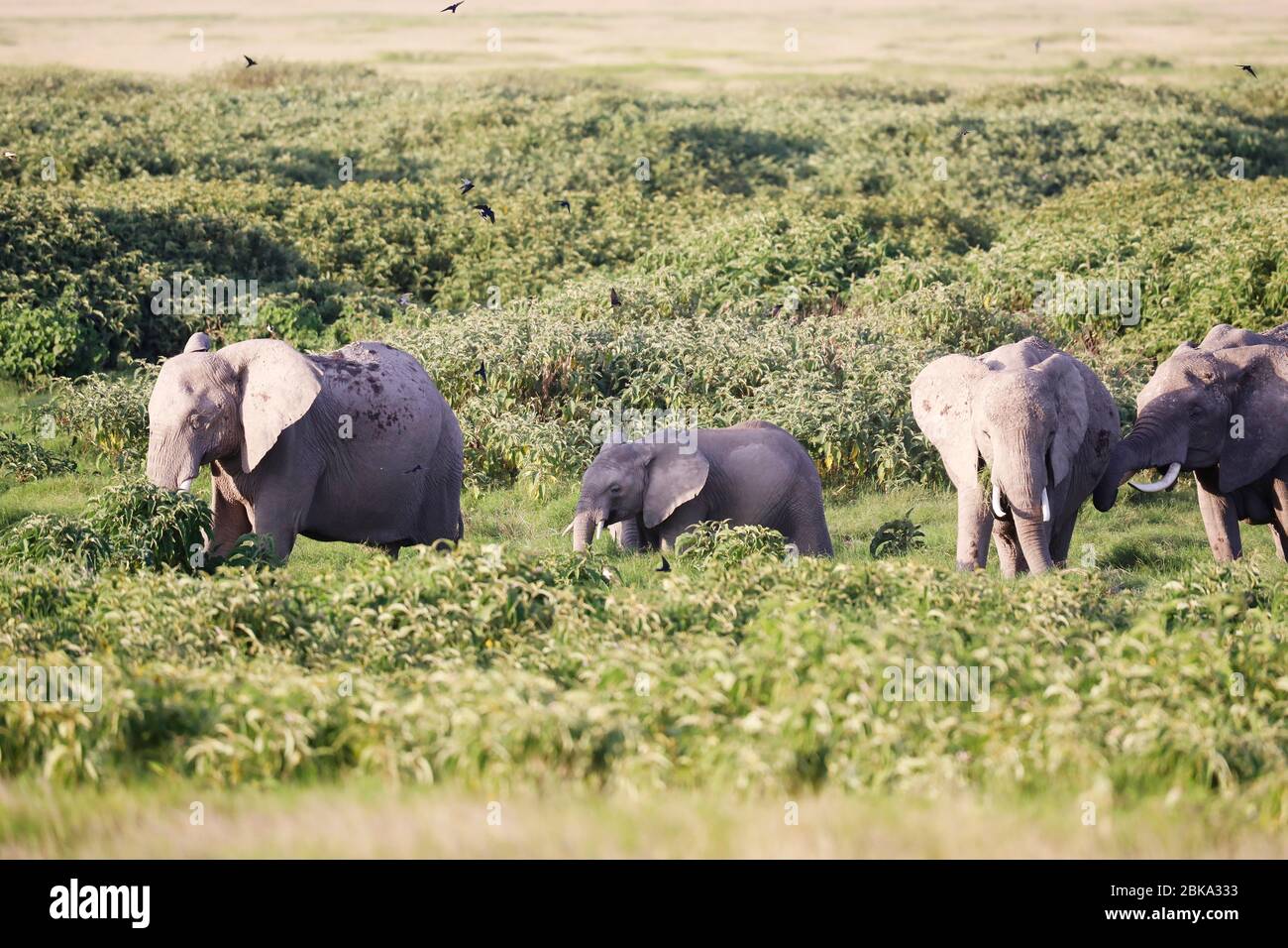 Elephants in Amboseli Nationalpark, Kenya Stock Photo