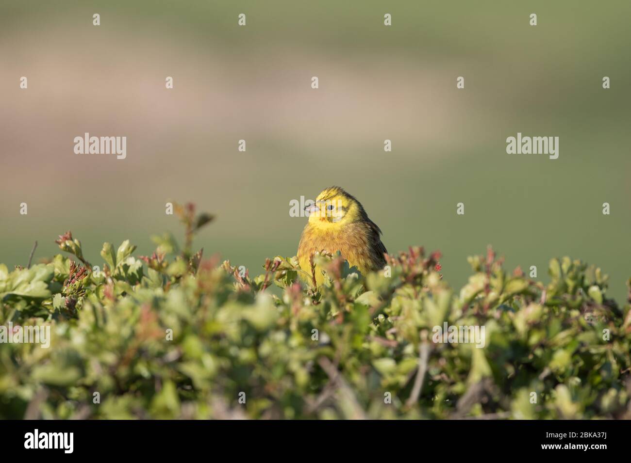 Yellowhammer in the hedge, North Yorkshire Stock Photo