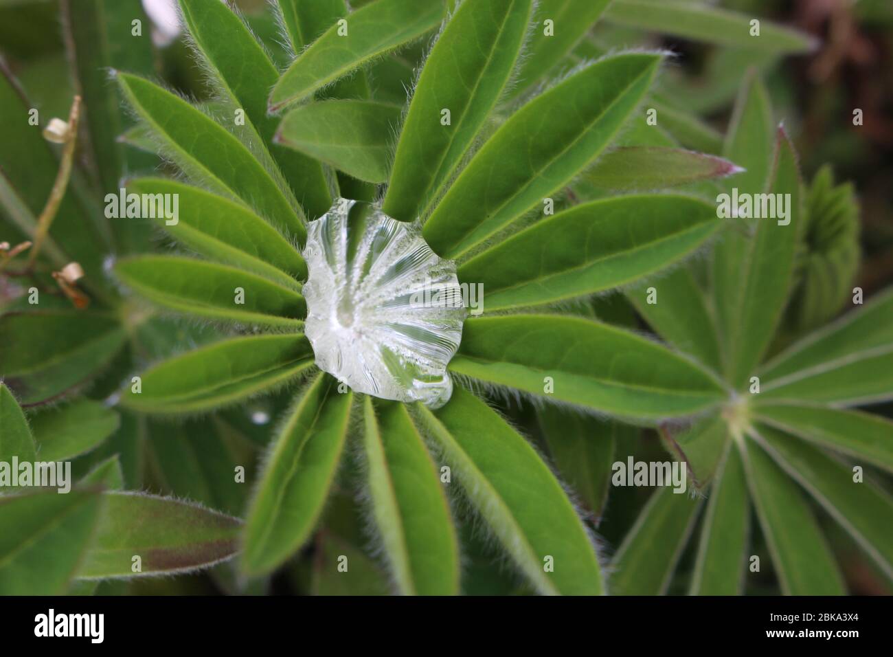 A close up photograph of a diamond-shaped droplet of rain water in the middle of a young lupin plant's leaves. Stock Photo