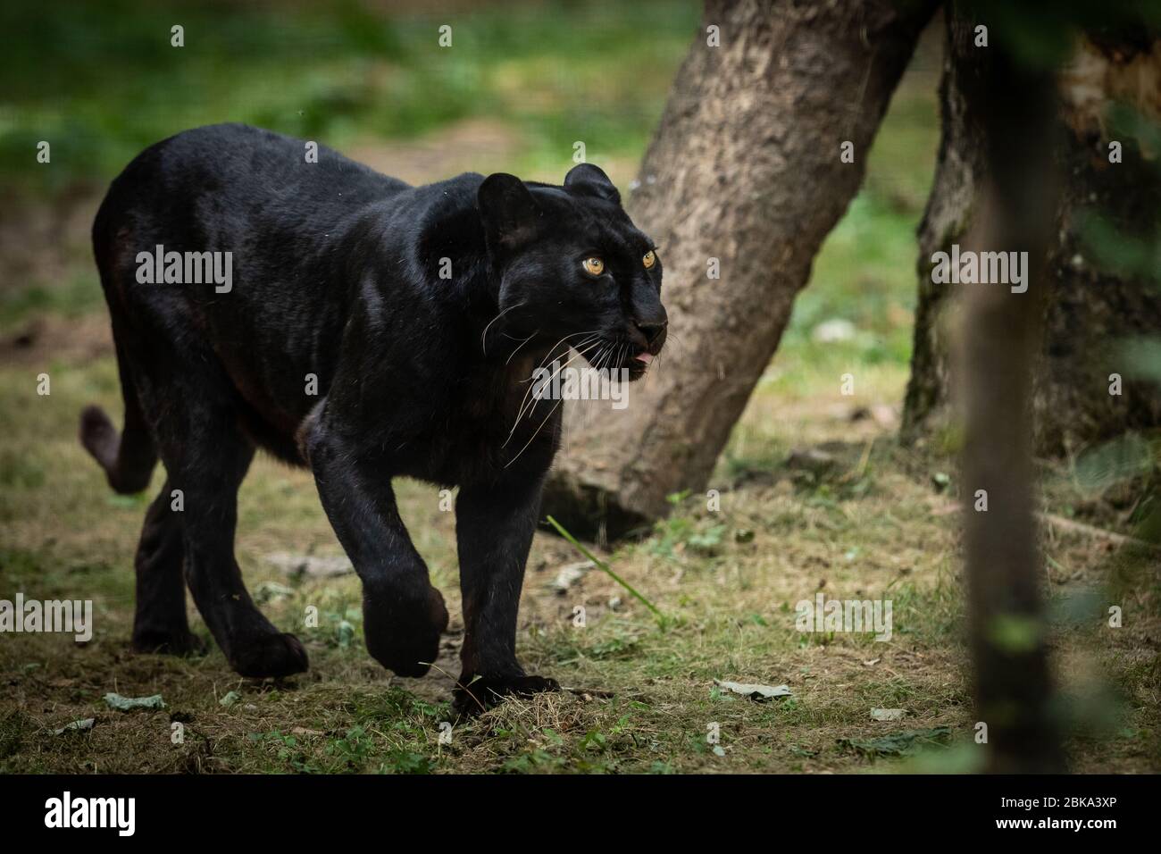 Black panther walking in the jungle Stock Photo - Alamy