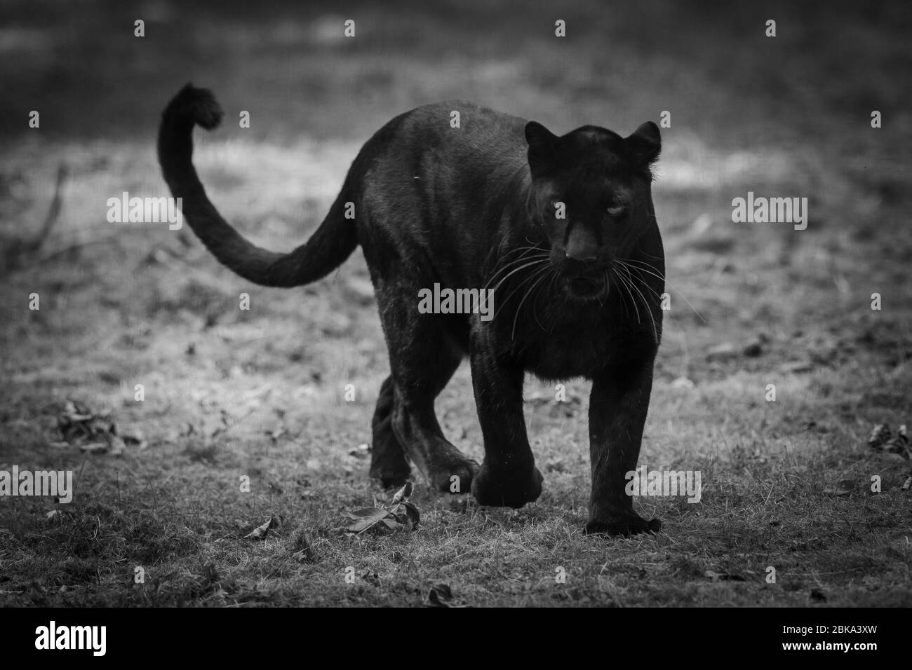 Black Panther Animal Walking High Resolution Stock Photography and