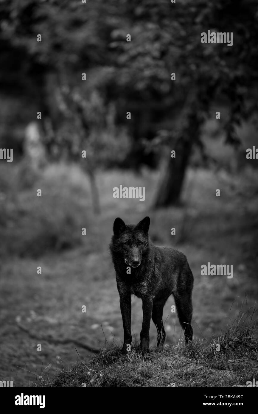 Black wolf in the forest Stock Photo Alamy