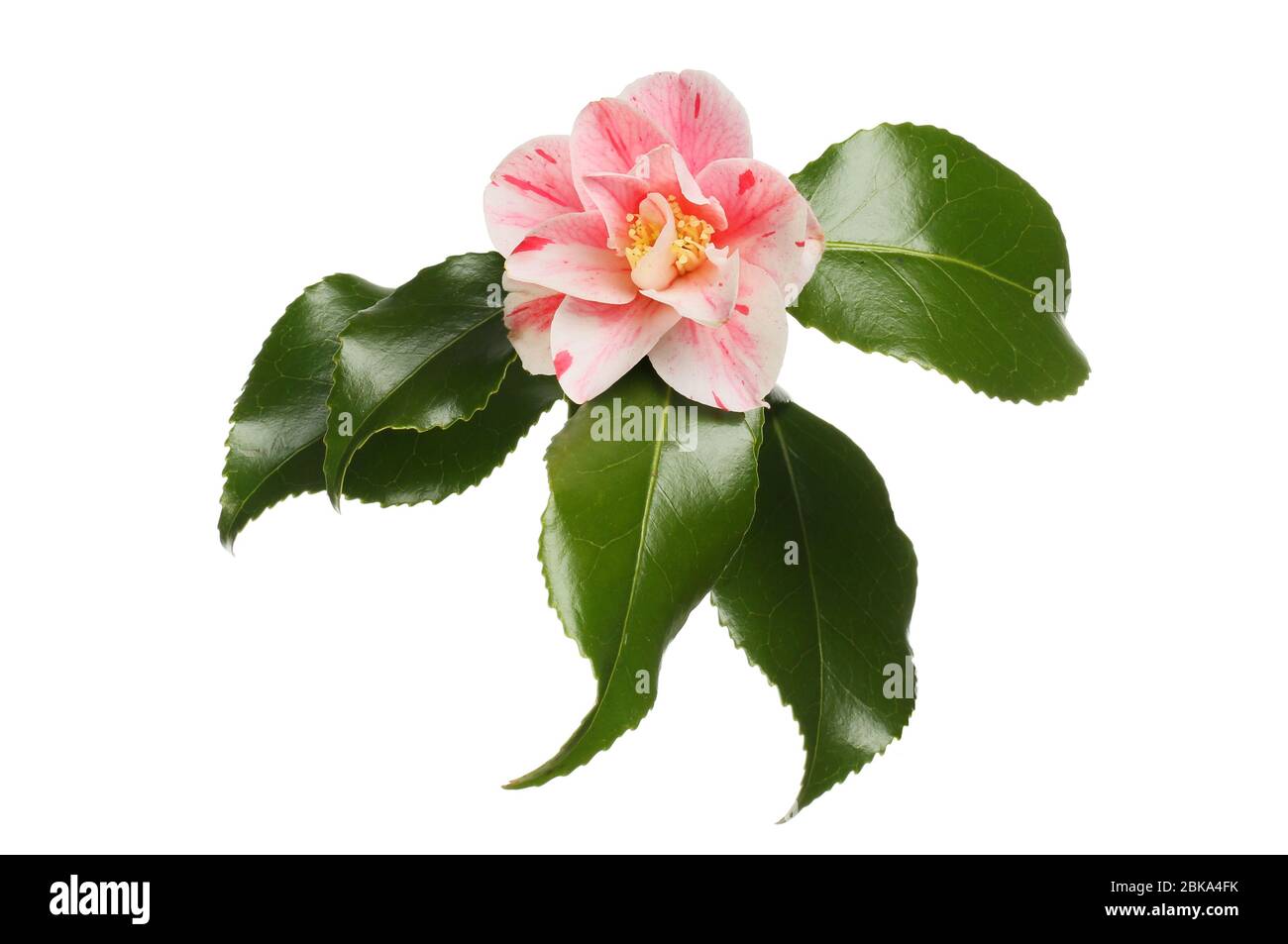 Variegated camellia flower and foliage isolated against white Stock Photo