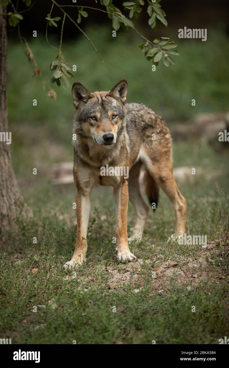 Grey wolf tail up hi-res stock photography and images - Alamy