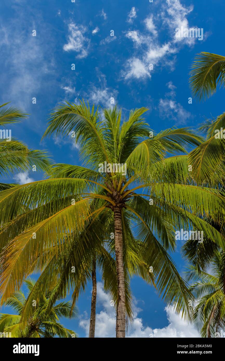 Tall coconut palm trees hi-res stock photography and images - Alamy