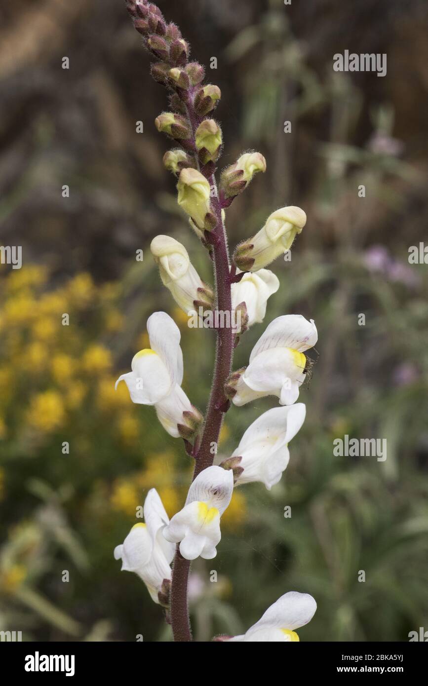 Glandular Hairs High Resolution Stock Photography and Images Alamy