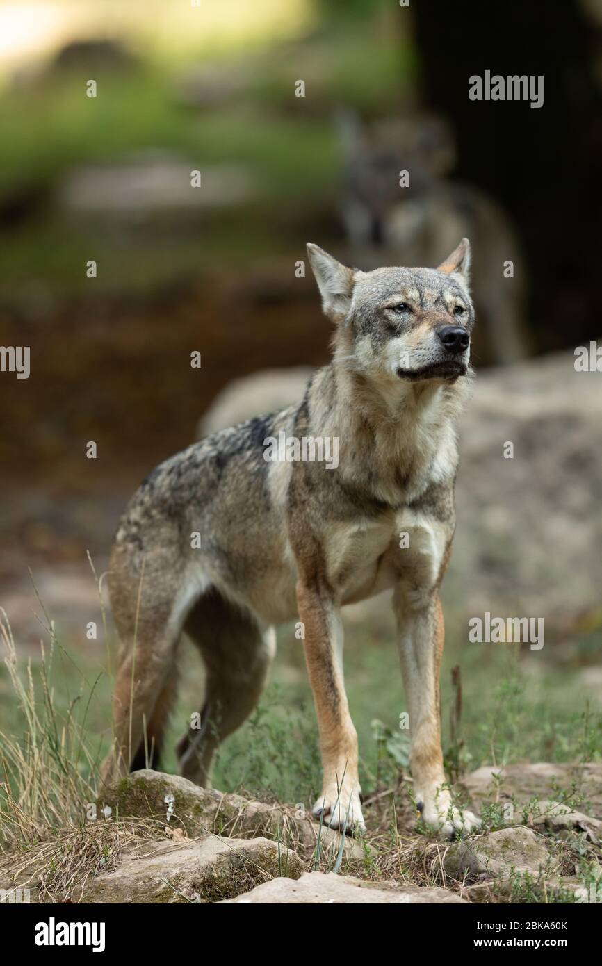 Grey wolf tail up hi-res stock photography and images - Alamy