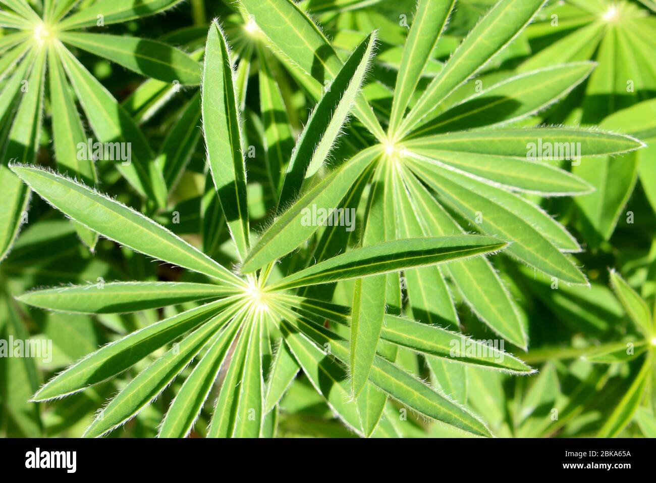 A close up photograph of lupin leaves in bright sunlight. Stock Photo