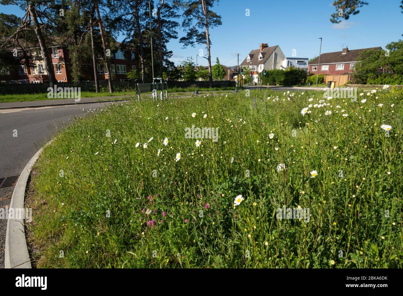 Wildflowers including oxeye daisies growing on a roundabout in Surrey, England, UK Stock Photo