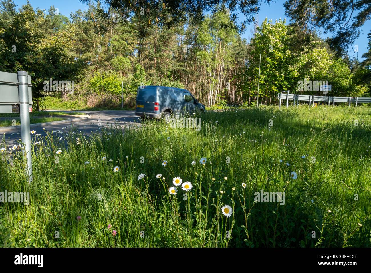 Wildflowers growing on roadside hi-res stock photography and images - Alamy