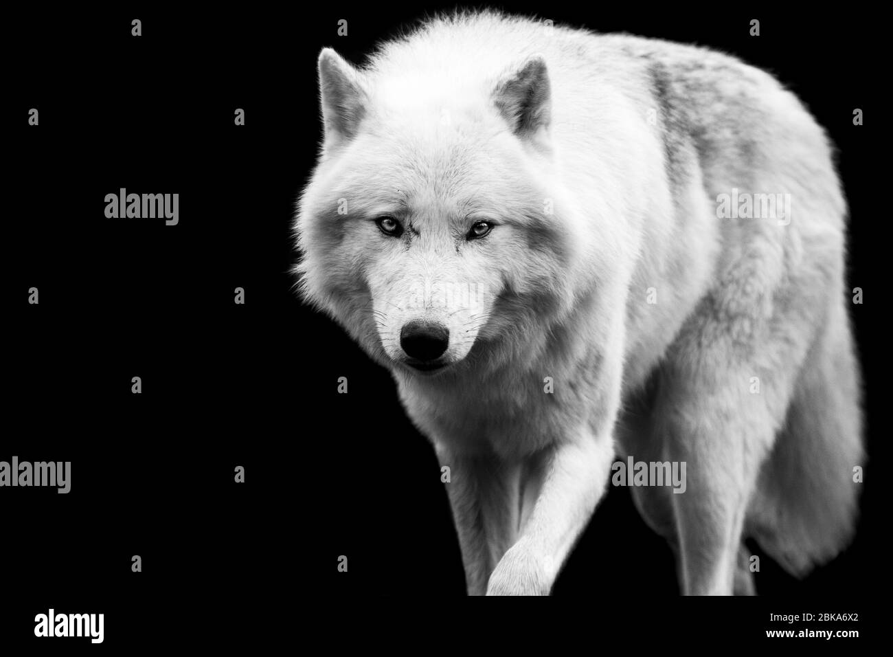 Arctic timber wolves Black and White Stock Photos & Images - Alamy