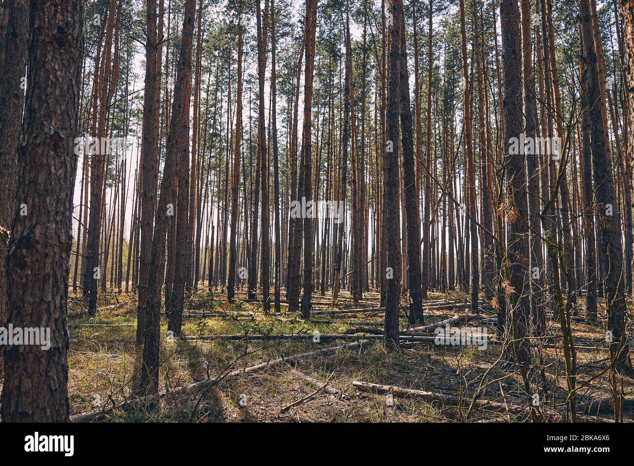 Long leaved pine hi res stock photography and images Alamy