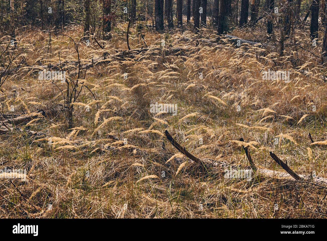 Broken branches in the middle of the forest Stock Photo - Alamy