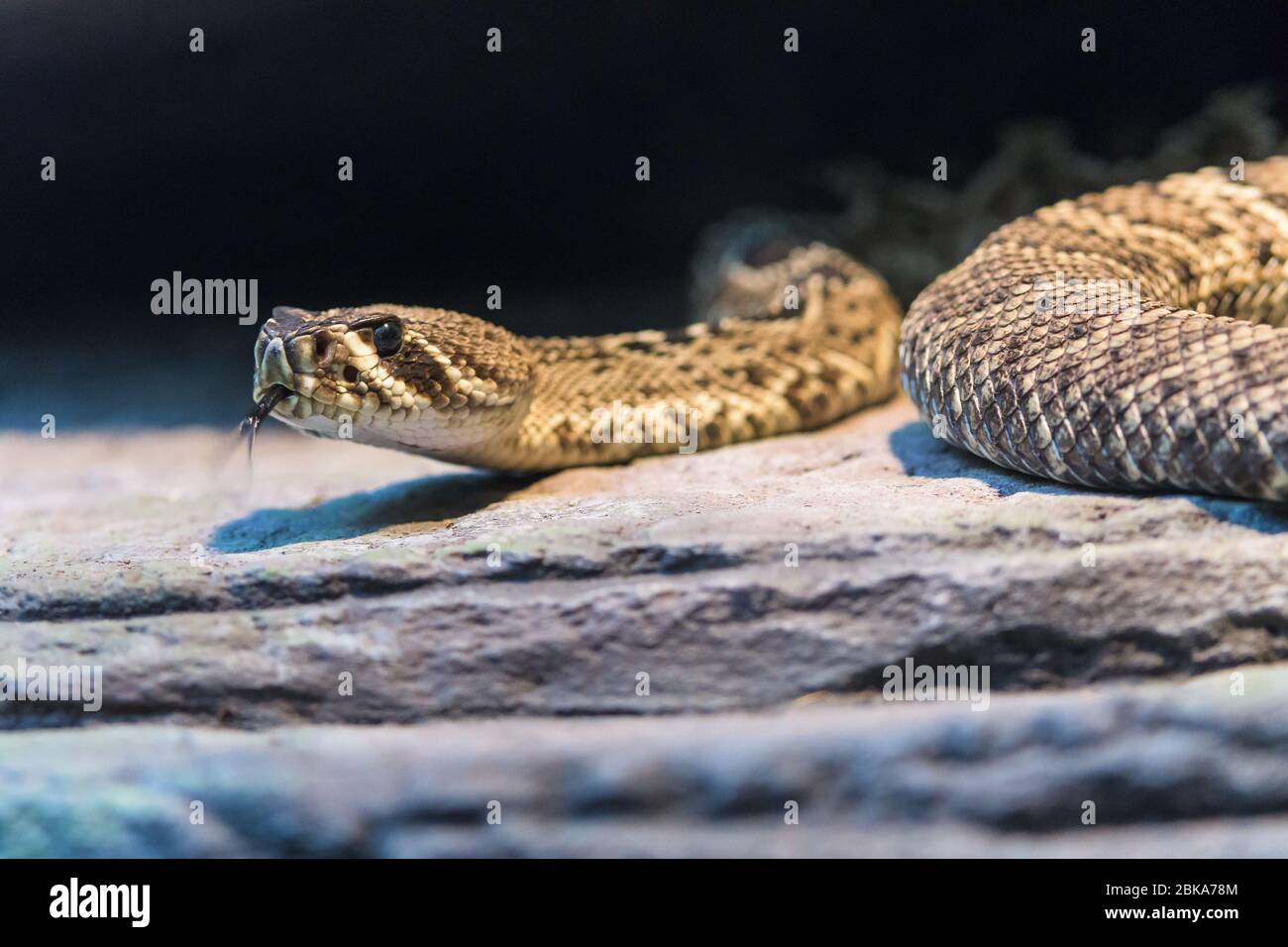 Australian Rattlesnake Australian Rattlesnake