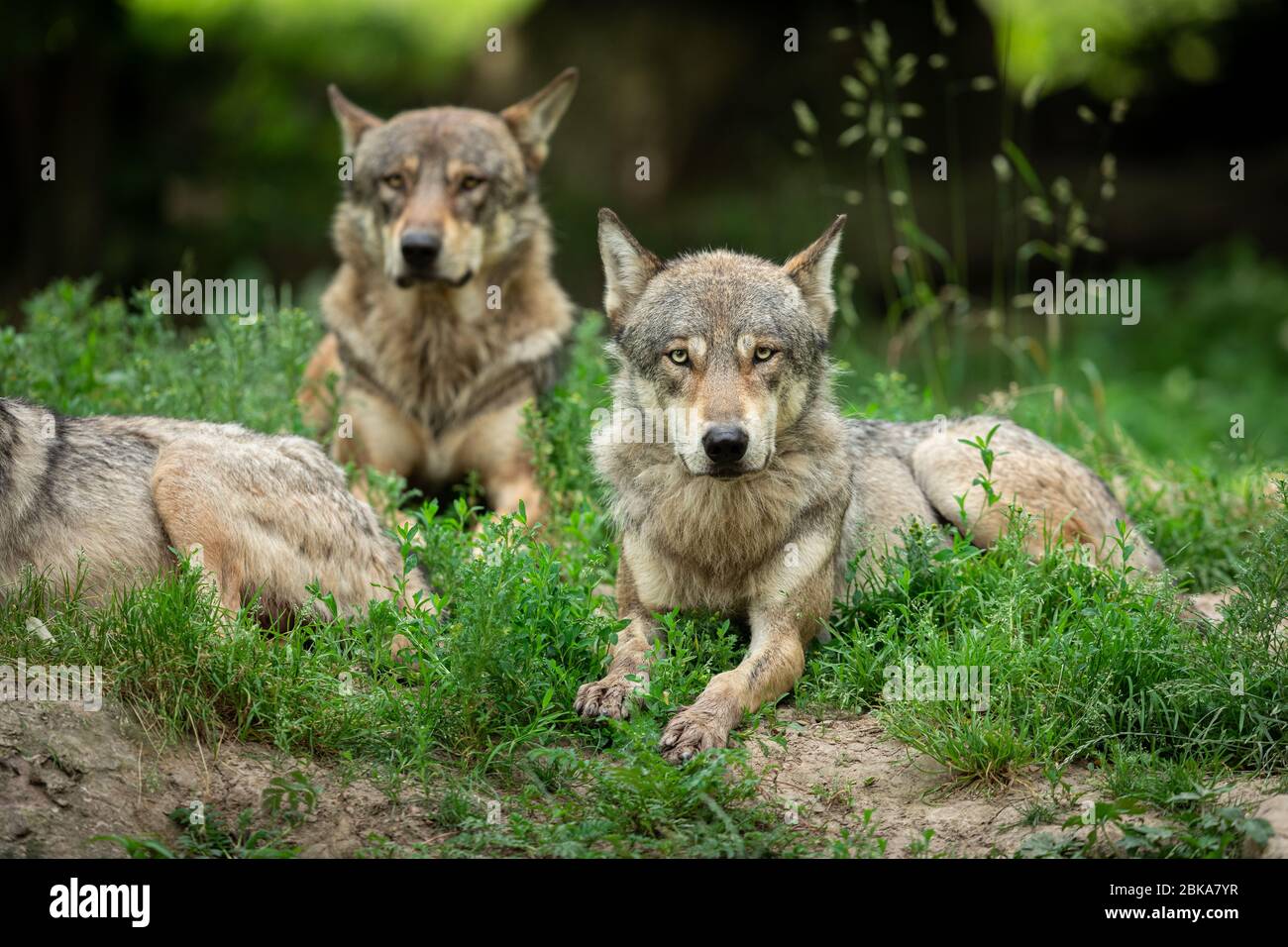 Grey wolf in the forest Stock Photo - Alamy