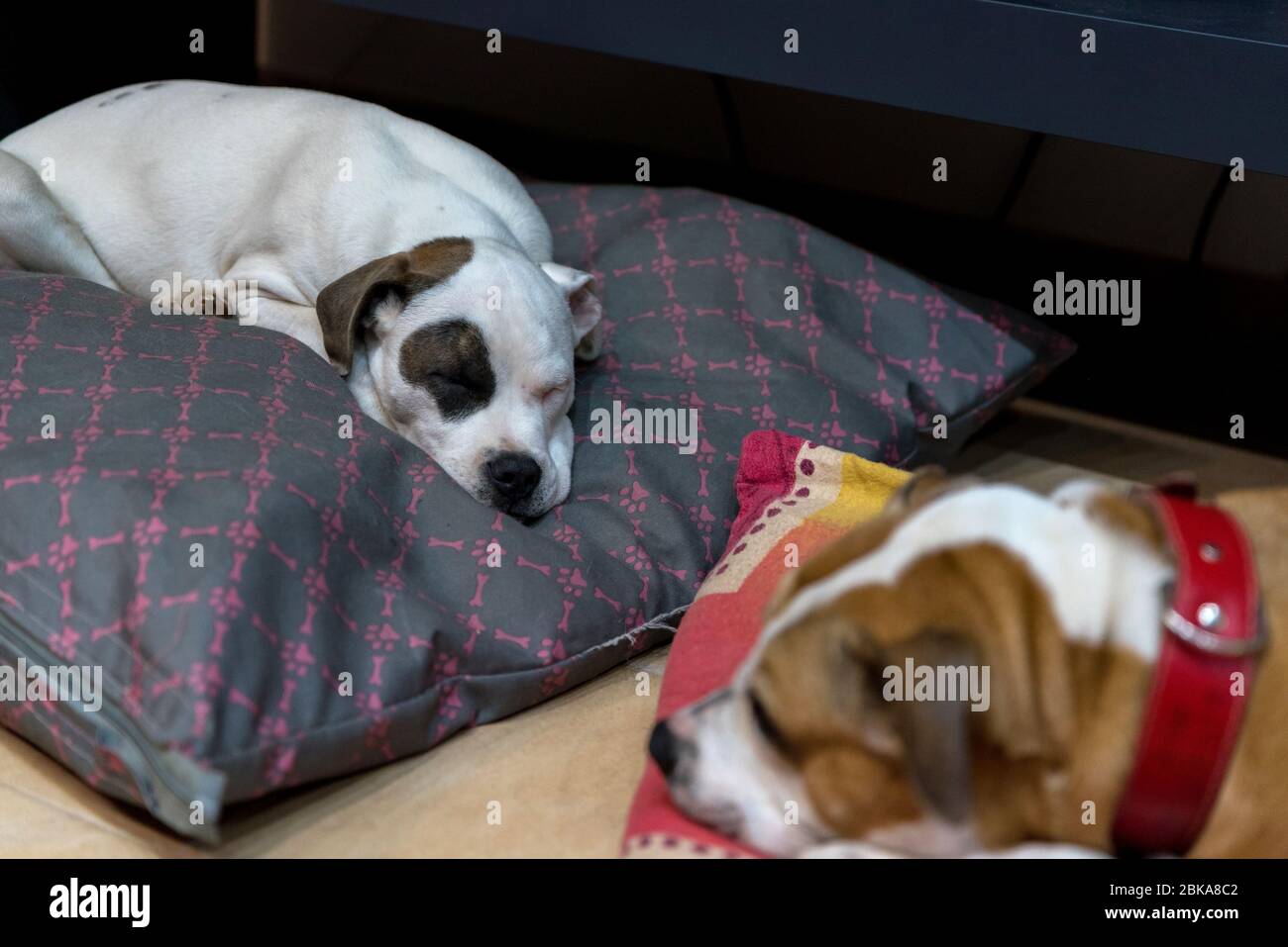 Two bull-type dogs rest and play together. White and red dog are lying ...