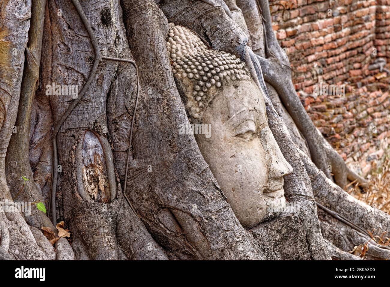 Large stone Buddha head in fig tree roots, Wat Mahathat, Ayutthaya City, Thailand, Southeast Asia, Asia - January 21st 2020 Stock Photo